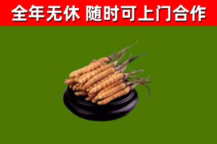 周口烟酒回收冬虫夏草.jpg