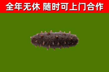 周口烟酒回收干海参.jpg